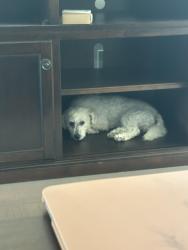 Reunited Male Dog last seen Evan’s and Nuevo , Perris, CA 92571