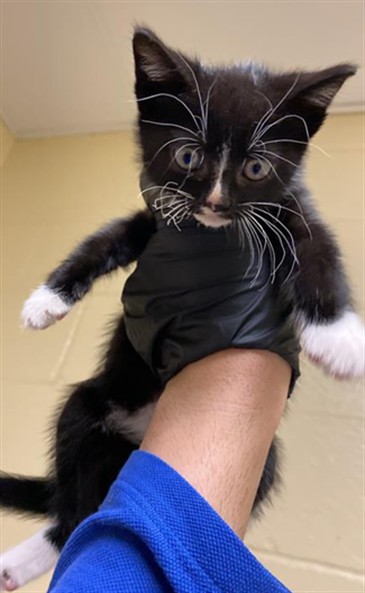 Shelter Stray Female Cat last seen CAZADERO WAY & FRUITRIDGE RD, Sacramento, CA 95818