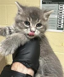 Shelter Stray Female Cat last seen VALLEY HI DR & MONAGHAN CIR, Sacramento, CA 95818