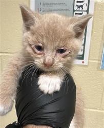 Shelter Stray Male Cat last seen VALLEY HI DR & MONAGHAN CIR, Sacramento, CA 95818