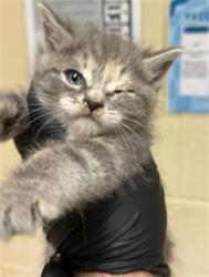 Shelter Stray Female Cat last seen VALLEY HI DR & MONAGHAN CIR, Sacramento, CA 95818