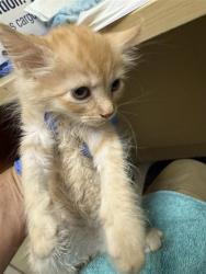 Shelter Stray Female Cat last seen STOCKTON BLVD & BROADWAY, Sacramento, CA 95818