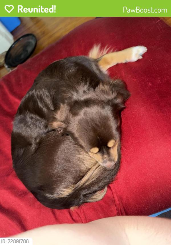 Reunited Male Dog last seen Ida and mtvernon or pawnee and ida st , Wichita, KS 67211