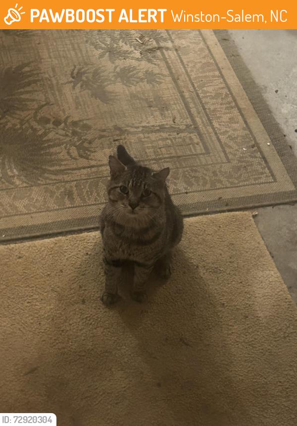 Found/Stray Male Cat last seen apmt complex off Reynolda, boyfriend found while delivering, Winston-Salem, NC 27106