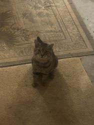 Found/Stray Male Cat last seen apmt complex off Reynolda, boyfriend found while delivering, Winston-Salem, NC 27106