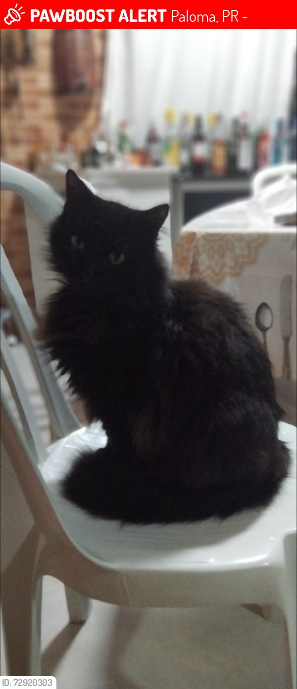 Lost Male Cat last seen Rua Roselli Pansolin alberti, Paloma, PR 83410-730