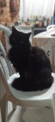 Lost Male Cat last seen Rua Roselli Pansolin alberti, Paloma, PR 83410-730