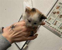 Shelter Stray Female Cat last seen I 10 ONRP W & E HOSPITALITY LN, SAN BERNARDINO, CA, 92408, San Bernardino, CA 92401