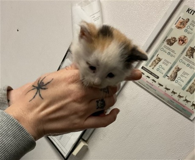 Shelter Stray Female Cat last seen I 10 ONRP W & E HOSPITALITY LN, SAN BERNARDINO, CA, 92408, San Bernardino, CA 92401