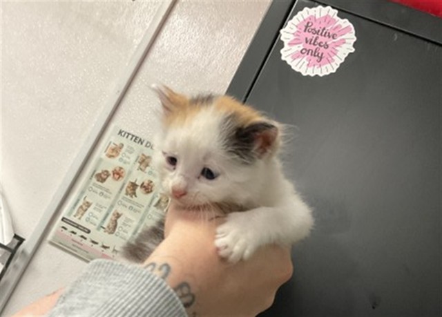 Shelter Stray Female Cat last seen I 10 ONRP W & E HOSPITALITY LN, SAN BERNARDINO, CA, 92408, San Bernardino, CA 92401