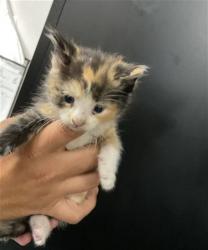 Shelter Stray Female Cat last seen I 10 ONRP W & E HOSPITALITY LN, SAN BERNARDINO, CA, 92408, San Bernardino, CA 92401