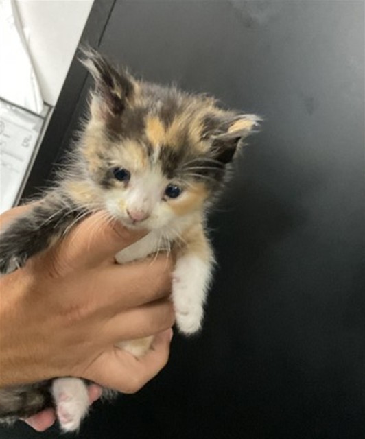 Shelter Stray Female Cat last seen I 10 ONRP W & E HOSPITALITY LN, SAN BERNARDINO, CA, 92408, San Bernardino, CA 92401