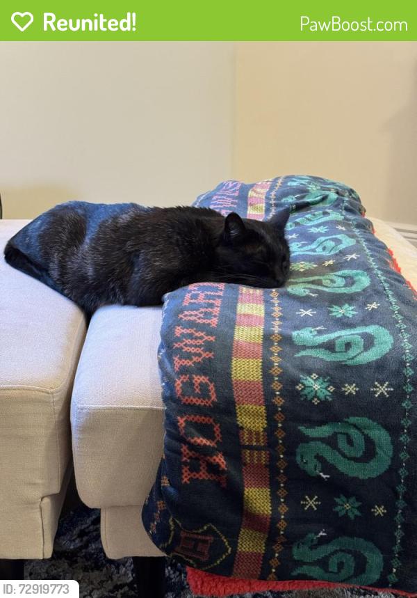 Reunited Male Cat last seen Near S Lowe Peak Dr, Riverton, UT 84096
