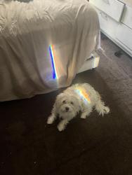 Reunited Male Dog last seen Lake Elsinore main street, Lake Elsinore, CA 92530