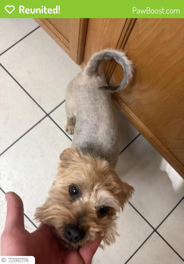 Reunited Male Dog last seen 71st and Olive , Peoria, AZ 85345