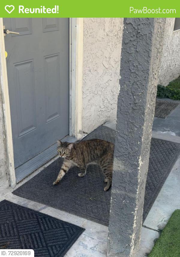 Reunited Female Cat last seen 44th/sierra, San Bernardino, CA 92404