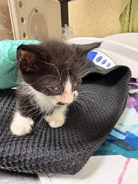 Shelter Stray Male Cat last seen Near BLOCK SPRING ST, PERRIS, CA, Jurupa Valley, CA 92509