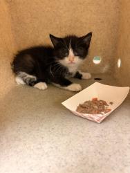 Shelter Stray Male Cat last seen Near BLOCK SPRING ST, PERRIS, CA, Jurupa Valley, CA 92509