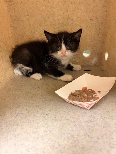 Shelter Stray Male Cat last seen Near BLOCK SPRING ST, PERRIS, CA, Jurupa Valley, CA 92509