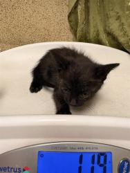 Shelter Stray Male Cat last seen Near BLOCK VAN BUREN BLVD, JURUPA VALLEY, CA, Jurupa Valley, CA 92509