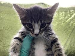 Shelter Stray Female Cat last seen VAN BUREN BOULEVARD & JURUPA AVE, Jurupa Valley, CA 92509