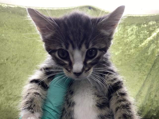 Shelter Stray Female Cat last seen VAN BUREN BOULEVARD & JURUPA AVE, Jurupa Valley, CA 92509