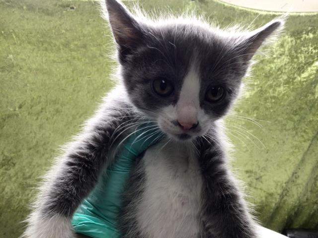 Shelter Stray Female Cat last seen VAN BUREN BOULEVARD & JURUPA AVE, Jurupa Valley, CA 92509