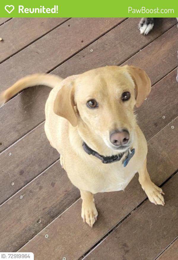 Reunited Male Dog last seen Charlotte St & Hillside, Asheville, NC 28801