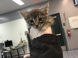 Shelter Stray Male Cat last seen CALLE JESSICA, Thousand Palms, CA 92276
