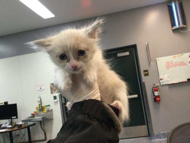 Shelter Stray Female Cat last seen CALLE JESSICA, Thousand Palms, CA 92276