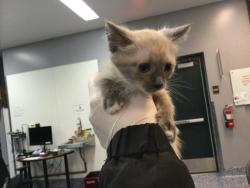 Shelter Stray Female Cat last seen CALLE JESSICA, Thousand Palms, CA 92276