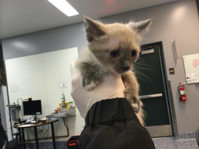 Shelter Stray Female Cat last seen CALLE JESSICA, Thousand Palms, CA 92276