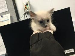 Shelter Stray Female Cat last seen CALLE JESSICA, Thousand Palms, CA 92276