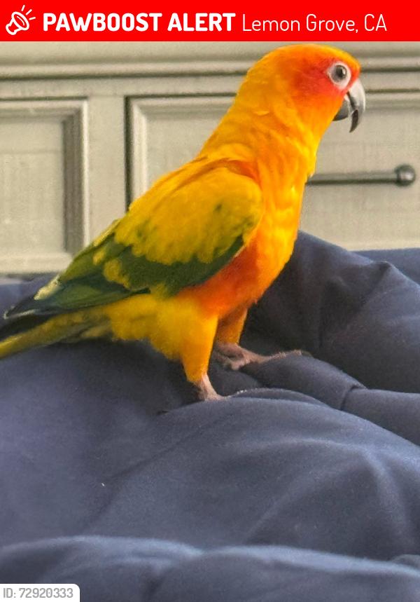 Lost Female Bird last seen Grove st , Lemon Grove, CA 91946