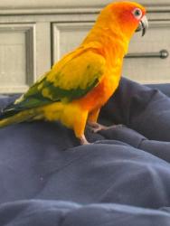 Lost Female Bird last seen Grove st , Lemon Grove, CA 91946