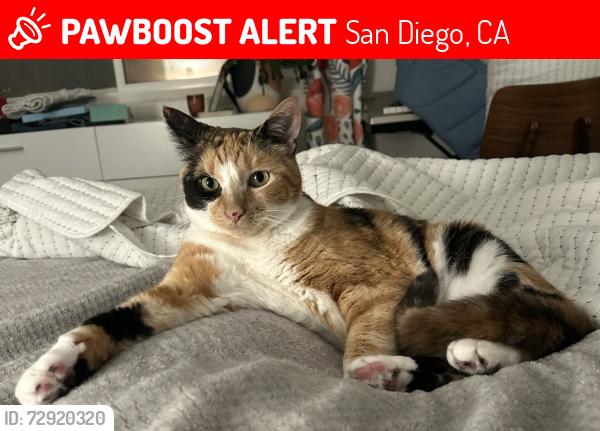 Lost Female Cat last seen Melotte and Tuxedo, San Diego, CA 92119