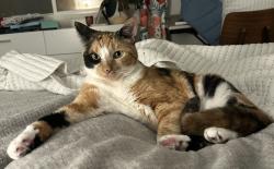 Lost Female Cat last seen Melotte and Tuxedo, San Diego, CA 92119