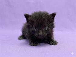 Shelter Stray Female Cat last seen , Jacksonville, FL 32204
