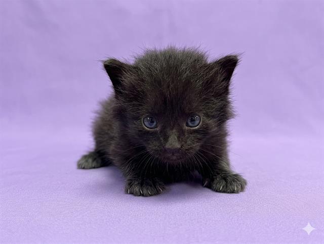 Shelter Stray Female Cat last seen , Jacksonville, FL 32204