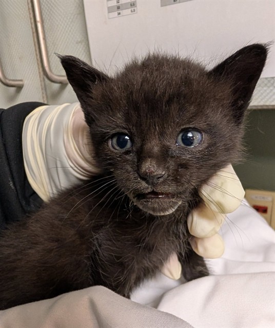 Shelter Stray Male Cat last seen Near BLOCK W BEAVER, Jacksonville, FL 32204