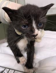 Shelter Stray Male Cat last seen Near BLOCK W BEAVER, Jacksonville, FL 32204