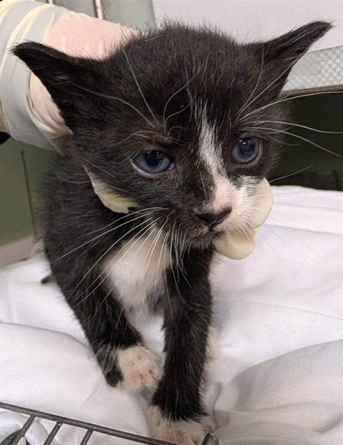 Shelter Stray Male Cat last seen Near BLOCK W BEAVER, Jacksonville, FL 32204