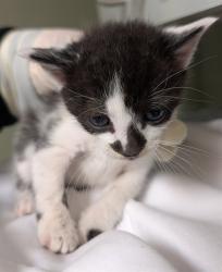 Shelter Stray Male Cat last seen Near BLOCK W BEAVER, Jacksonville, FL 32204