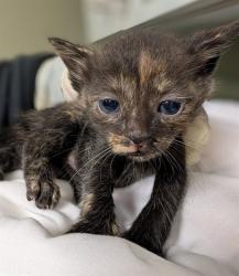 Shelter Stray Female Cat last seen Near BLOCK W BEAVER, Jacksonville, FL 32204