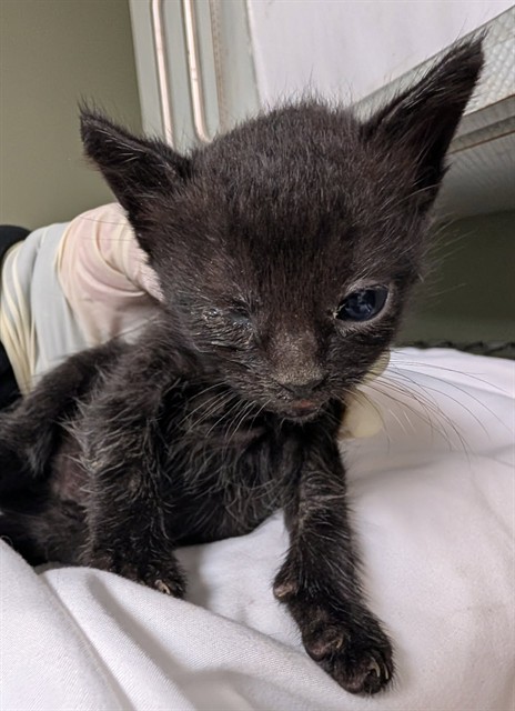 Shelter Stray Male Cat last seen TRANSFER, Jacksonville, FL 32204