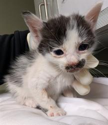 Shelter Stray Female Cat last seen Near BLOCK W BEAVER, Jacksonville, FL 32204