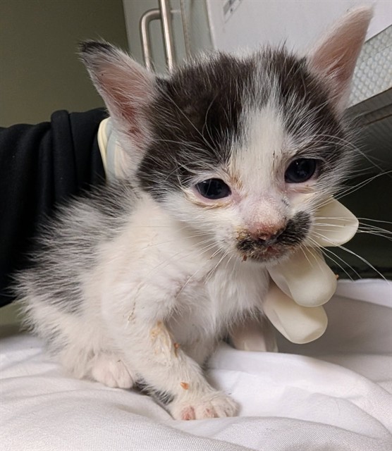 Shelter Stray Female Cat last seen Near BLOCK W BEAVER, Jacksonville, FL 32204