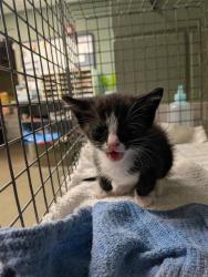 Shelter Stray Male Cat last seen Near BLOCK HOLLYHOCK RD, Jacksonville, FL 32204