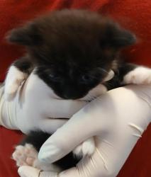 Shelter Stray Male Cat last seen RETURN, Jacksonville, FL 32204