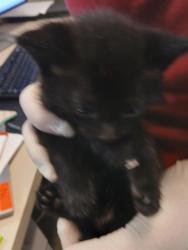 Shelter Stray Female Cat last seen RETURN, Jacksonville, FL 32204